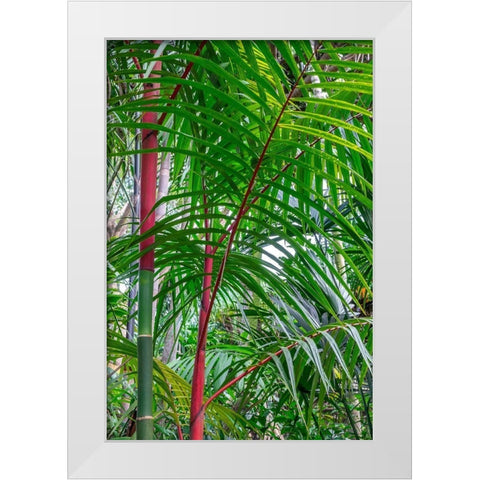 Cyrtostachys renda-palm tree White Modern Wood Framed Art Print by Engelbrecht, Lisa S.