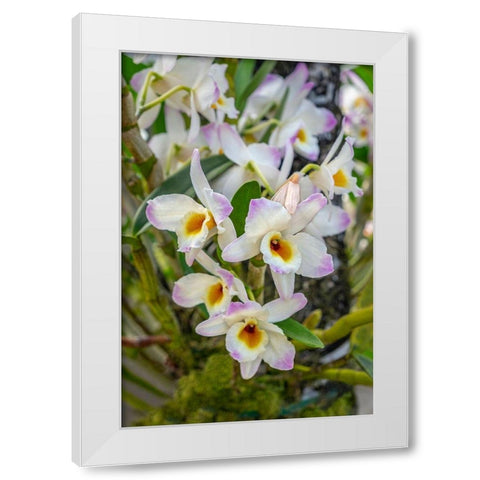 Dendrobium Orchid White Modern Wood Framed Art Print by Engelbrecht, Lisa S.