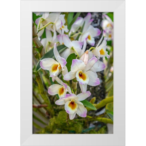 Dendrobium Orchid White Modern Wood Framed Art Print by Engelbrecht, Lisa S.