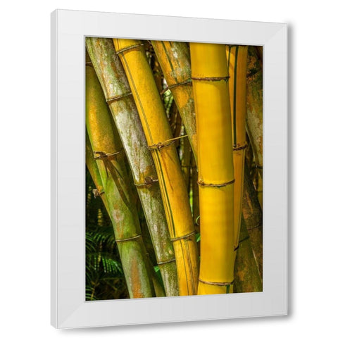 Detail of golden bamboo White Modern Wood Framed Art Print by Engelbrecht, Lisa S.