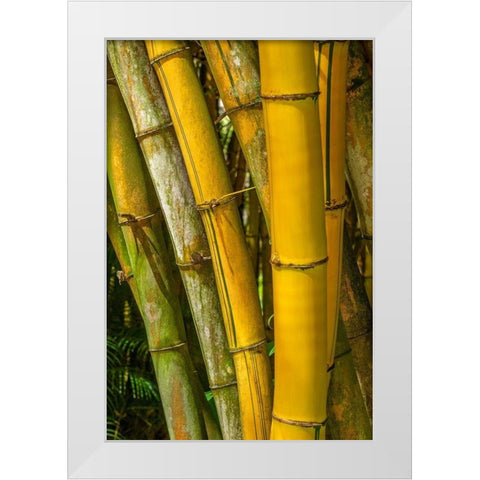 Detail of golden bamboo White Modern Wood Framed Art Print by Engelbrecht, Lisa S.