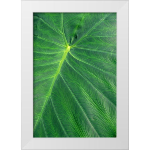 Detail of large tropical leaf White Modern Wood Framed Art Print by Engelbrecht, Lisa S.