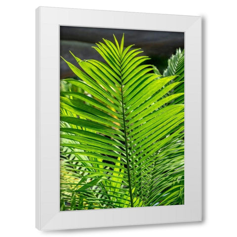 Detail of palm fronds White Modern Wood Framed Art Print by Engelbrecht, Lisa S.