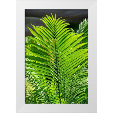 Detail of palm fronds White Modern Wood Framed Art Print by Engelbrecht, Lisa S.