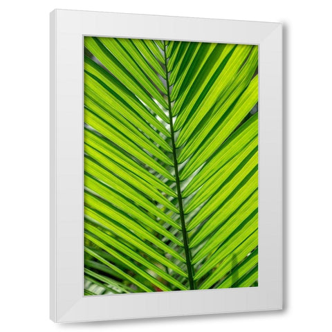 Detail of palm fronds White Modern Wood Framed Art Print by Engelbrecht, Lisa S.
