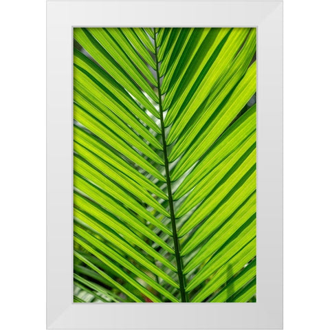 Detail of palm fronds White Modern Wood Framed Art Print by Engelbrecht, Lisa S.