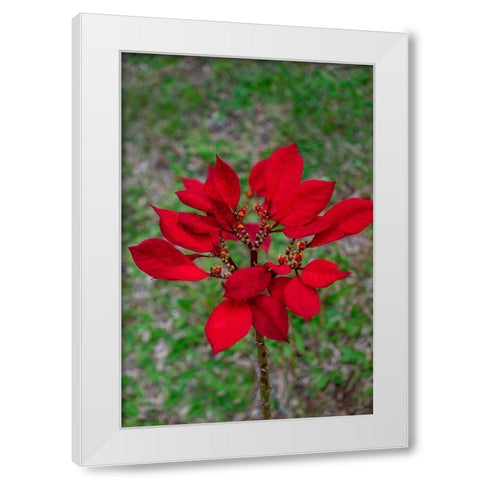 Dwarf Poinsettia White Modern Wood Framed Art Print by Engelbrecht, Lisa S.