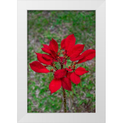 Dwarf Poinsettia White Modern Wood Framed Art Print by Engelbrecht, Lisa S.