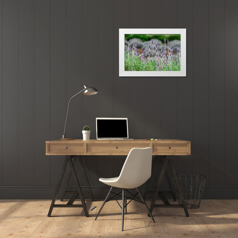 English Lavender White Modern Wood Framed Art Print by Engelbrecht, Lisa S.
