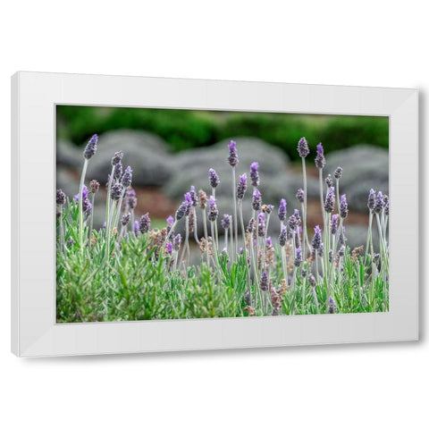 English Lavender White Modern Wood Framed Art Print by Engelbrecht, Lisa S.