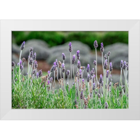 English Lavender White Modern Wood Framed Art Print by Engelbrecht, Lisa S.