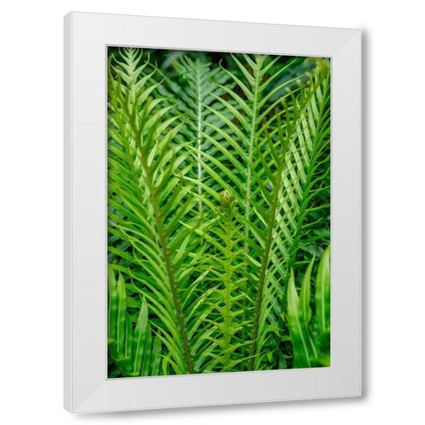 Fern White Modern Wood Framed Art Print by Engelbrecht, Lisa S.