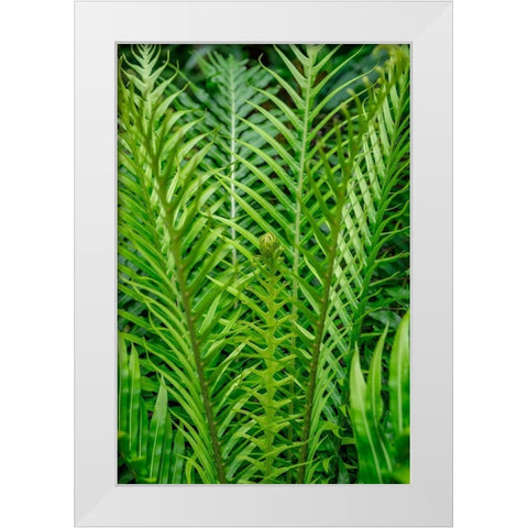 Fern White Modern Wood Framed Art Print by Engelbrecht, Lisa S.