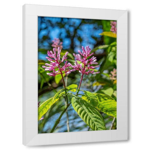 Firespike plant White Modern Wood Framed Art Print by Engelbrecht, Lisa S.