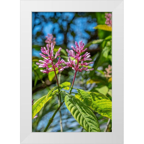 Firespike plant White Modern Wood Framed Art Print by Engelbrecht, Lisa S.