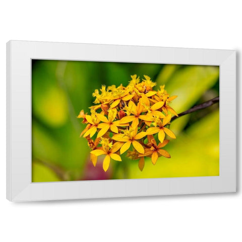 Fire-star Orchid White Modern Wood Framed Art Print by Engelbrecht, Lisa S.