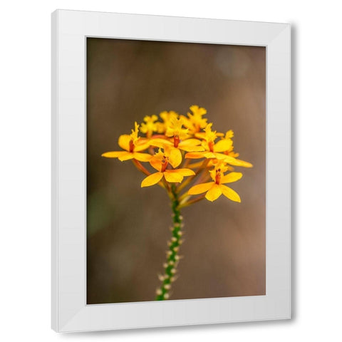 Fire-star Orchid White Modern Wood Framed Art Print by Engelbrecht, Lisa S.