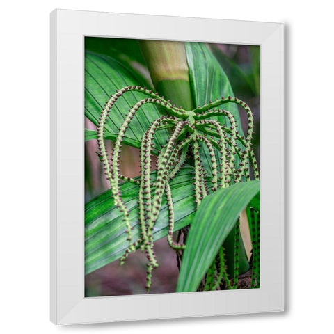 Flower of a Chamaedorea palm tree White Modern Wood Framed Art Print by Engelbrecht, Lisa S.