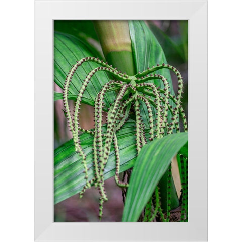 Flower of a Chamaedorea palm tree White Modern Wood Framed Art Print by Engelbrecht, Lisa S.