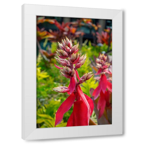 Flowering Aechmea plant White Modern Wood Framed Art Print by Engelbrecht, Lisa S.