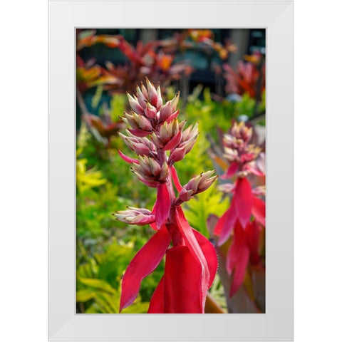 Flowering Aechmea plant White Modern Wood Framed Art Print by Engelbrecht, Lisa S.