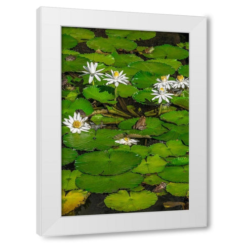 Frogs among Woods White Knight lilies White Modern Wood Framed Art Print by Engelbrecht, Lisa S.