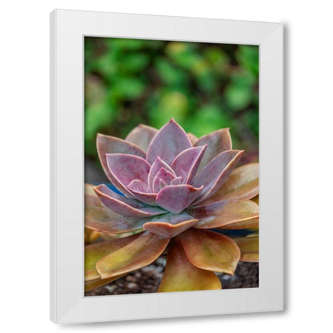 Ghost plant-succulent White Modern Wood Framed Art Print by Engelbrecht, Lisa S.