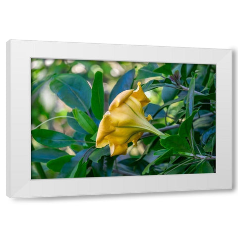 Golden Cup flower White Modern Wood Framed Art Print by Engelbrecht, Lisa S.
