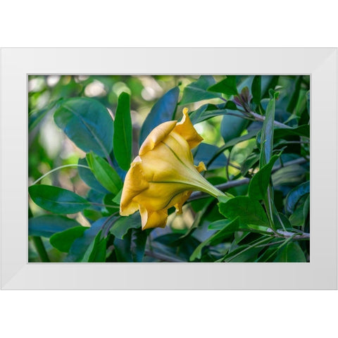 Golden Cup flower White Modern Wood Framed Art Print by Engelbrecht, Lisa S.