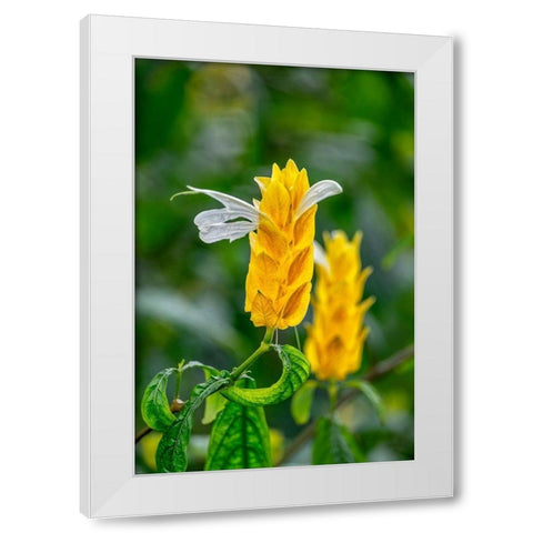 Golden Shrimp Plant-lollipop plant White Modern Wood Framed Art Print by Engelbrecht, Lisa S.
