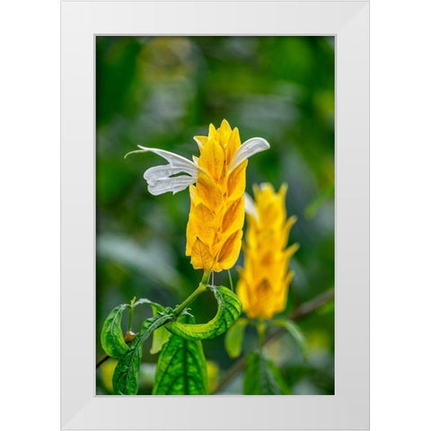 Golden Shrimp Plant-lollipop plant White Modern Wood Framed Art Print by Engelbrecht, Lisa S.