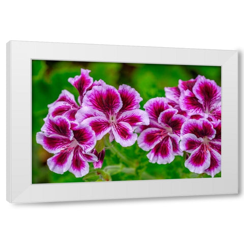 Gooseberry Geranium White Modern Wood Framed Art Print by Engelbrecht, Lisa S.