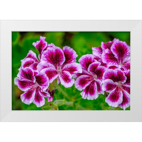 Gooseberry Geranium White Modern Wood Framed Art Print by Engelbrecht, Lisa S.
