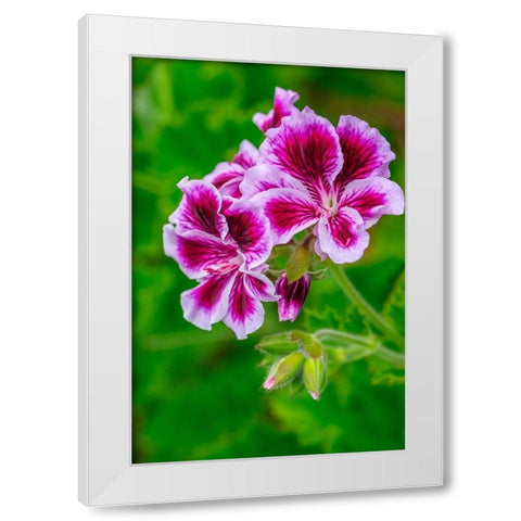 Gooseberry Geranium White Modern Wood Framed Art Print by Engelbrecht, Lisa S.