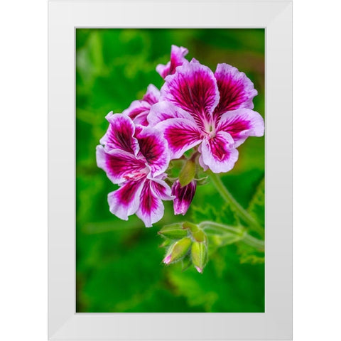 Gooseberry Geranium White Modern Wood Framed Art Print by Engelbrecht, Lisa S.
