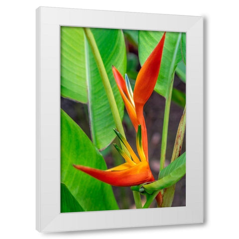 Heliconia White Modern Wood Framed Art Print by Engelbrecht, Lisa S.