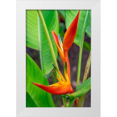 Heliconia White Modern Wood Framed Art Print by Engelbrecht, Lisa S.