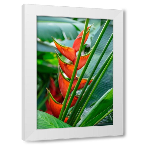 Heliconia White Modern Wood Framed Art Print by Engelbrecht, Lisa S.