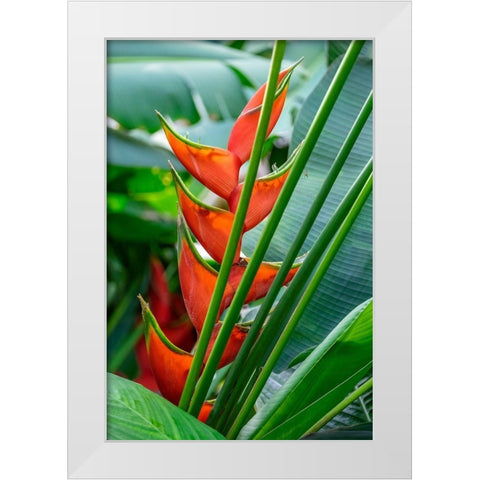 Heliconia White Modern Wood Framed Art Print by Engelbrecht, Lisa S.