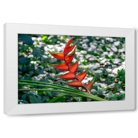 Heliconia White Modern Wood Framed Art Print by Engelbrecht, Lisa S.