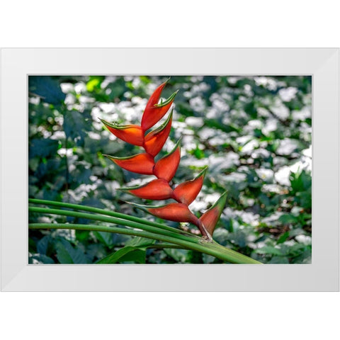 Heliconia White Modern Wood Framed Art Print by Engelbrecht, Lisa S.