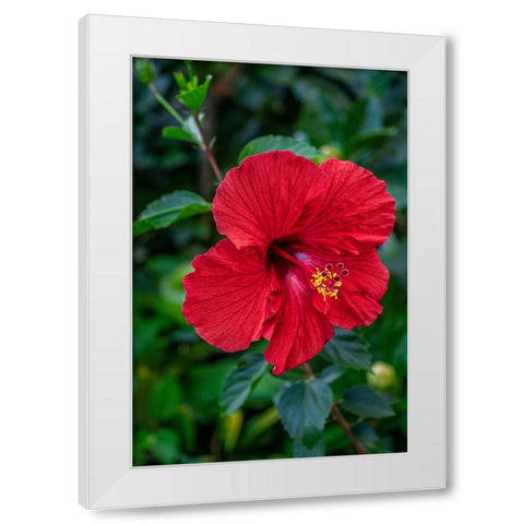 Hibiscus White Modern Wood Framed Art Print by Engelbrecht, Lisa S.