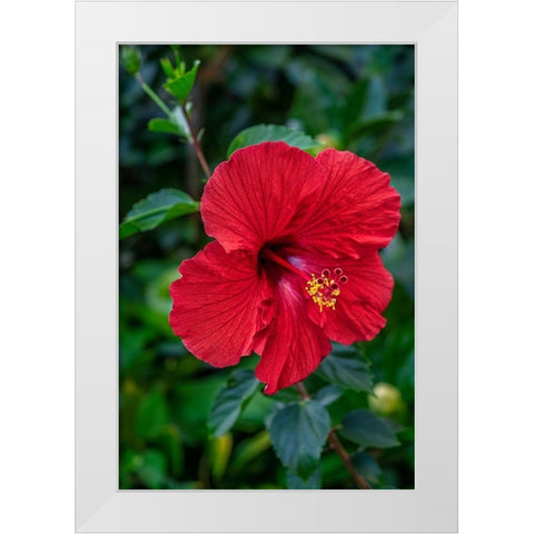 Hibiscus White Modern Wood Framed Art Print by Engelbrecht, Lisa S.