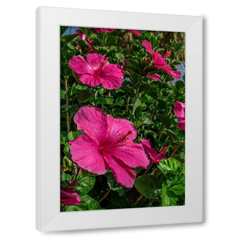 Hibiscus White Modern Wood Framed Art Print by Engelbrecht, Lisa S.