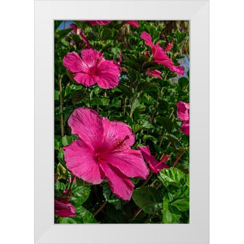 Hibiscus White Modern Wood Framed Art Print by Engelbrecht, Lisa S.