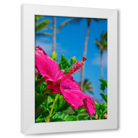 Hibiscus White Modern Wood Framed Art Print by Engelbrecht, Lisa S.
