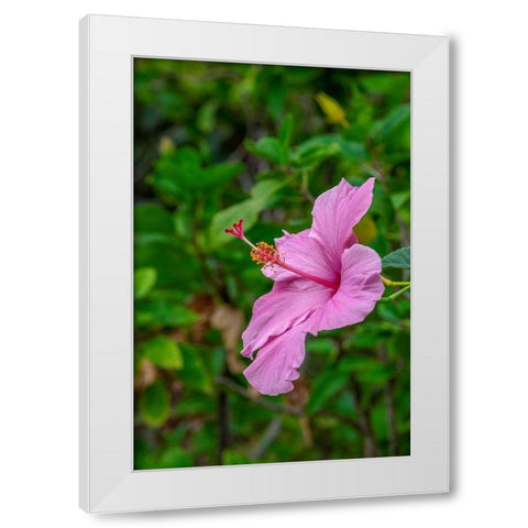 Hibiscus White Modern Wood Framed Art Print by Engelbrecht, Lisa S.