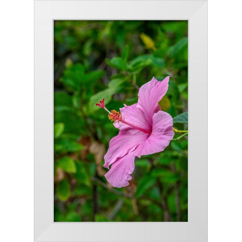 Hibiscus White Modern Wood Framed Art Print by Engelbrecht, Lisa S.