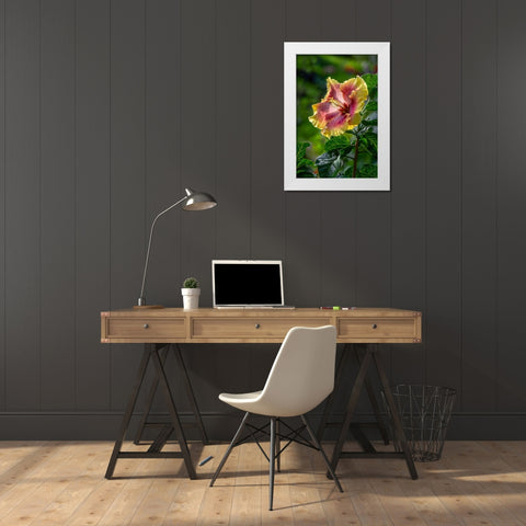 Hibiscus flower White Modern Wood Framed Art Print by Engelbrecht, Lisa S.