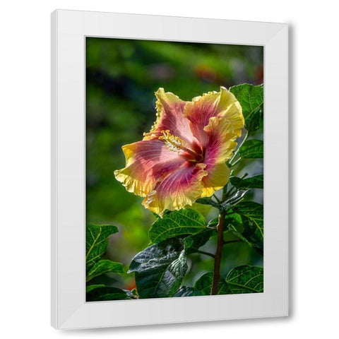 Hibiscus flower White Modern Wood Framed Art Print by Engelbrecht, Lisa S.
